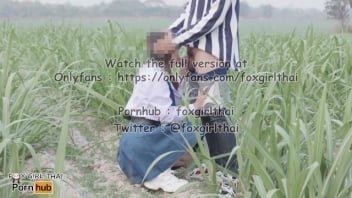 觀看誘騙農村學生進入甘蔗種植園的泰國色情視頻。